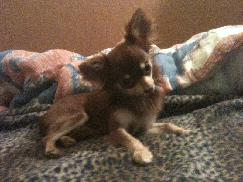 Fonzi (Sans Affixe)